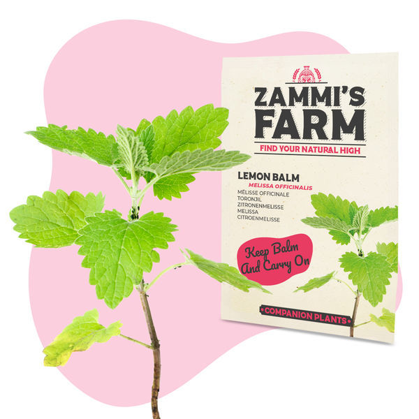 Sitruunamelissa (Melissa officinalis) Buddy Pack