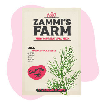 Tilli (Anethum graveolens) Buddy Pack