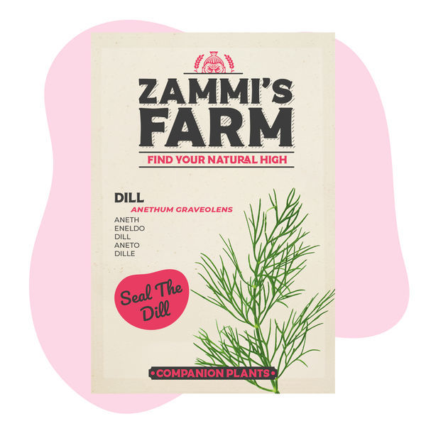 Tilli (Anethum graveolens) Buddy Pack