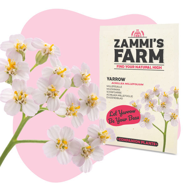 Siankärsämö (Achillea millefolium) Buddy Pack