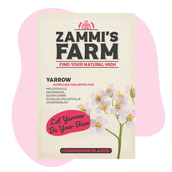 Siankärsämö (Achillea millefolium) Buddy Pack