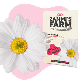 Kamomilla (Matricaria chamomilla) Buddy Pack