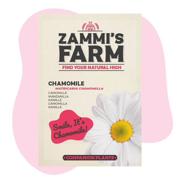 Kamomilla (Matricaria chamomilla) Buddy Pack
