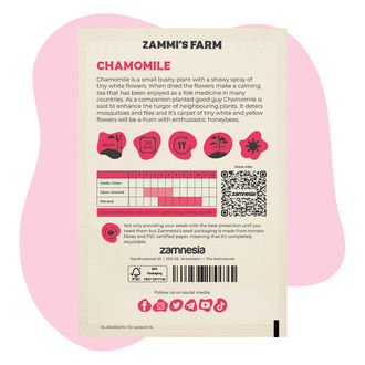 Kamomilla (Matricaria chamomilla) Buddy Pack