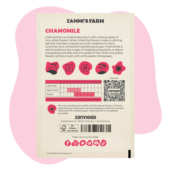 Kamomilla (Matricaria chamomilla) Buddy Pack
