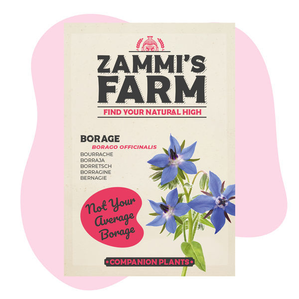 Purjojenkarhiaisyrtti (Borago officinalis) Buddy Pack