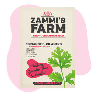 Korianteri (Coriandrum sativum) Buddy Pack