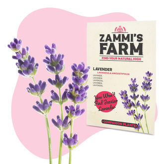 Laventeli (Lavandula angustifolia) Buddy Pack