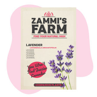 Laventeli (Lavandula angustifolia) Buddy Pack