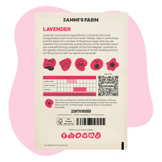 Laventeli (Lavandula angustifolia) Buddy Pack