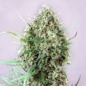 Jack Diesel (Positronics) Feminisoidut