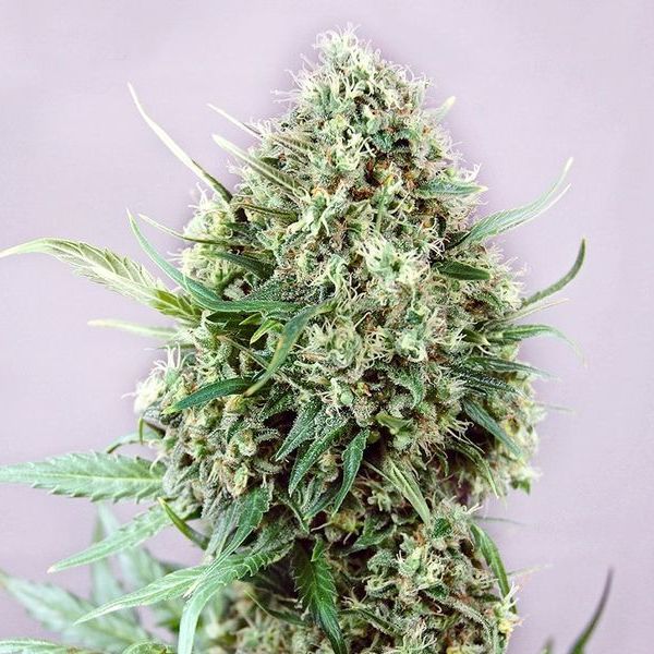 Jack Diesel (Positronics) Feminisoidut