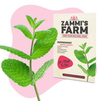 Piparminttu (Mentha piperita) Buddy Pack