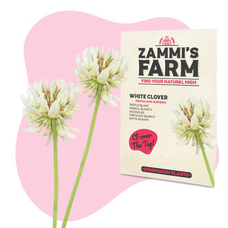 Valkoapila (Trifolium repens) - Buddy Pack