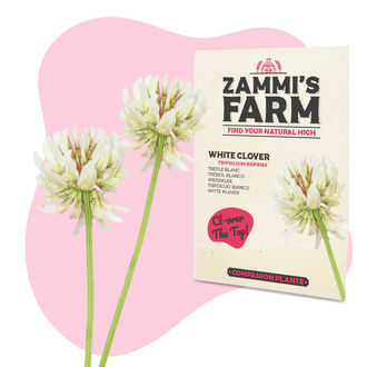 Valkoapila (Trifolium repens) - Buddy Pack