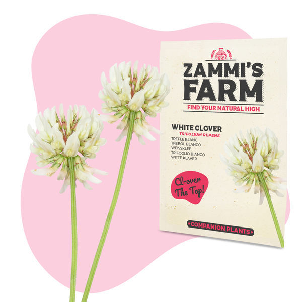 Valkoapila (Trifolium repens) - Buddy Pack