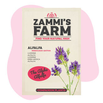 Sinimailanen (Medicago sativa) Buddy Pack