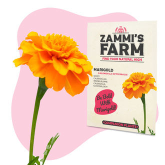 Kehäkukka (Calendula officinalis) -kaveripakkaus