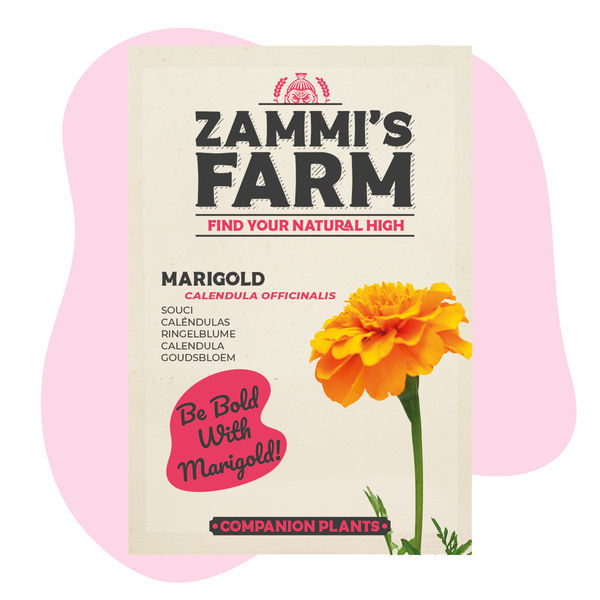 Kehäkukka (Calendula officinalis) -kaveripakkaus