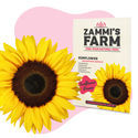 Auringonkukka (Helianthus annuus) Buddy Pack
