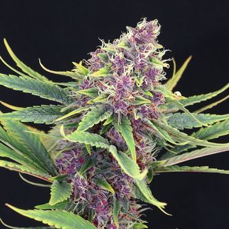 Purple Kush (Kannabia) feminisoidut kannabiksen siemenet