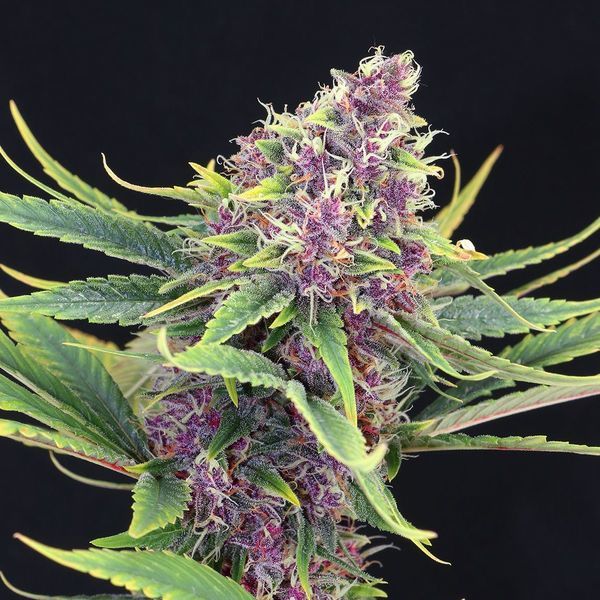 Purple Kush (Kannabia) Feminisoidut