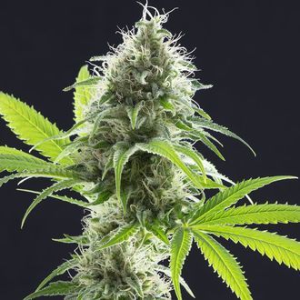 Kama Kush CBD (Kannabia) Feminisoidut