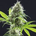 Kama Kush CBD (Kannabia) Feminisoidut