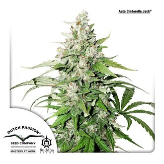 Auto Cinderella Jack (Dutch Passion) Feminisoidut