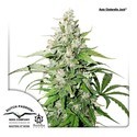 Auto Cinderella Jack (Dutch Passion) Feminisoidut