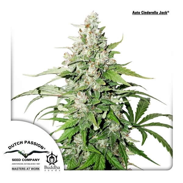 Auto Cinderella Jack (Dutch Passion) Feminisoidut