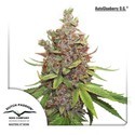 Auto Glueberry OG (Dutch Passion) Feminisoidut