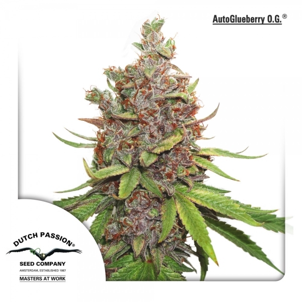Auto Glueberry OG (Dutch Passion) Feminisoidut