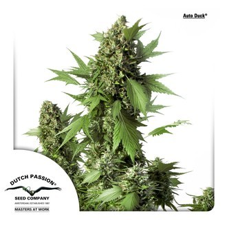 Auto Duck (Dutch Passion) Feminisoidut