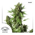 Auto Duck (Dutch Passion) Feminisoidut