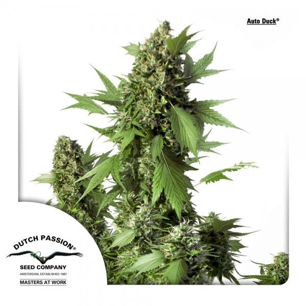Auto Duck (Dutch Passion) Feminisoidut