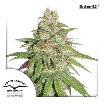 Glueberry OG (Dutch Passion) feminisoidut