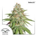 Glueberry OG (Dutch Passion) Feminisoidut
