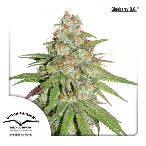 Glueberry OG (Dutch Passion) Feminisoidut