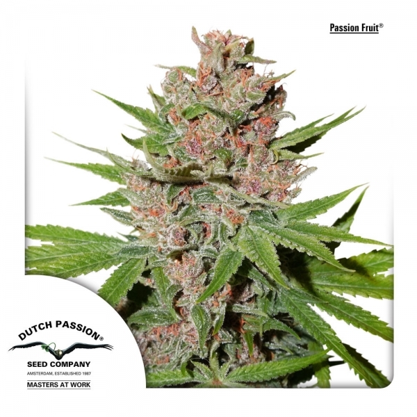 Passion Fruit (Dutch Passion) Feminisoidut