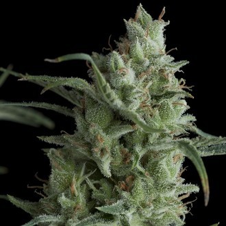 Auto Kryptonite (Pyramid Seeds) Feminisoidut