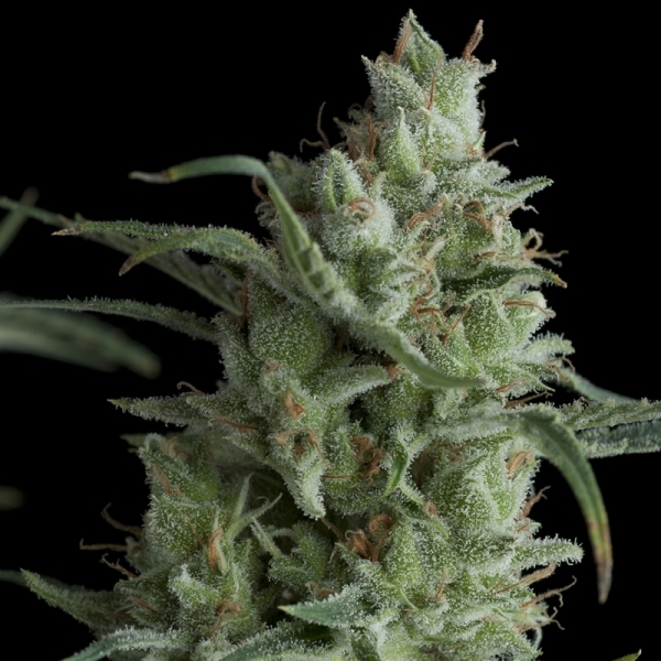 Auto Kryptonite (Pyramid Seeds) Feminisoidut