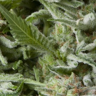 Auto Alpujarre&ntilde;a (Pyramid Seeds) Feminisoidut