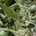 Auto Alpujarreña (Pyramid Seeds) Feminisoidut