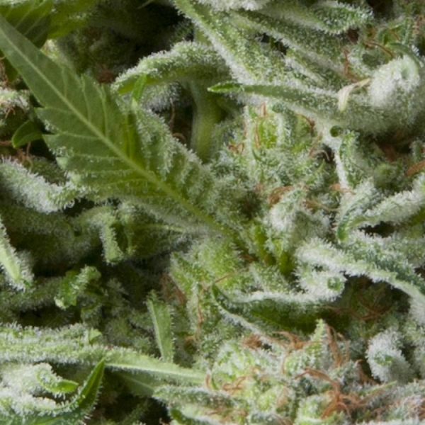 Auto Alpujarreña (Pyramid Seeds) Feminisoidut