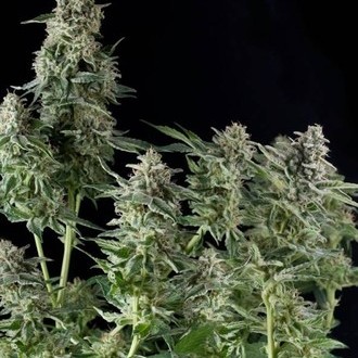 Northern Lights (Pyramid Seeds) Feminisoidut