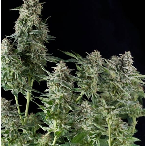 Northern Lights (Pyramid Seeds) Feminisoidut