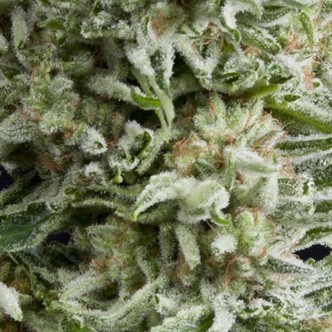 Auto Amnesia Gold (Pyramid Seeds) feminisoitu