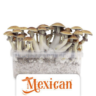 Zamnesia Classic Grow Kit "Meksikolainen"