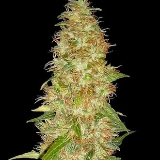 Moon Walker Kush (Spliff Seeds) Feminisoidut